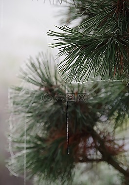 松,成熟,蜘蛛網(wǎng)