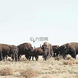 公牛,動物,草