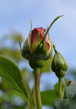 玫瑰,芽,薔薇花蕾