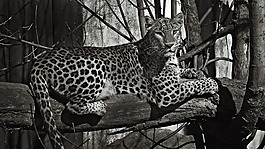 動物園,老虎,動物