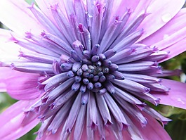 性質(zhì),花,夏季