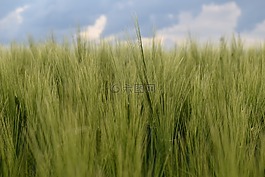 背景,顏色,藍色