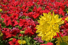 花,黃色,開花