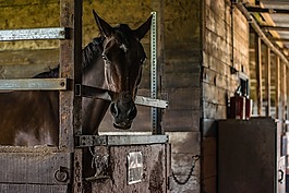 馬,動物,騎馬