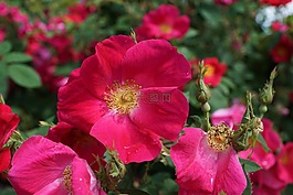 玫瑰果,開花,紅色