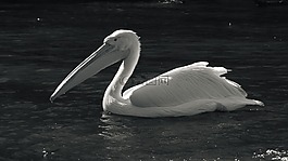 動(dòng)物,動(dòng)物園,鵜鶘