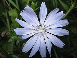 花,藍色,植物