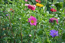 鮮花,國家,裝飾