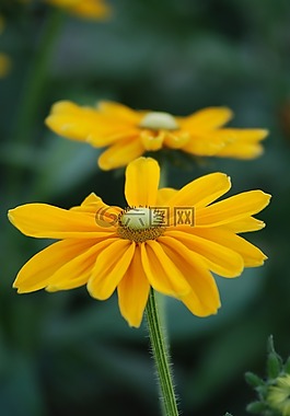 自然,花,植物區(qū)系