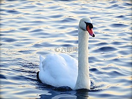 天鵝,水,鳥
