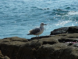 海鷗,鳥,飛