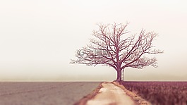 性質,景觀,樹