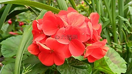 天竺葵,紅色的花,鮮花