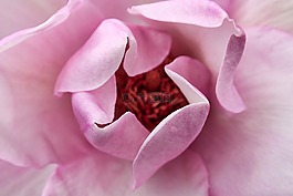 粉色,花園,鮮花