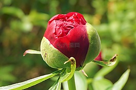 pfingsrose,開(kāi)花,花
