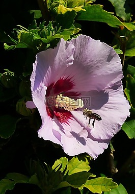 芙蓉,開花,蜜蜂