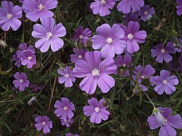 花丁香,紫色的小花,野花