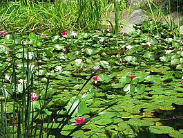 鮮花,水,葉子