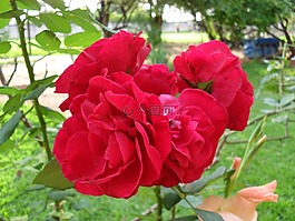 羅莎,花卉,紅色