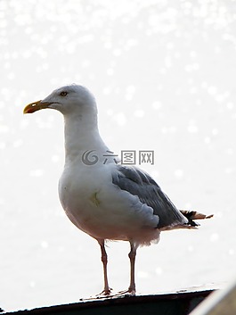 海鷗,鳥,海