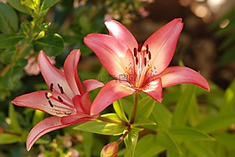 自然,花,植物区系