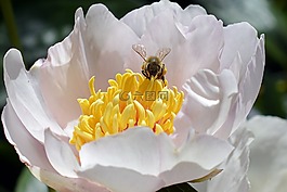 蜜蜂,花粉,開花