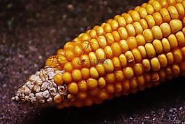 玉米,玉米棒,玉米籽粒