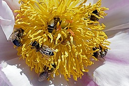 蜜蜂,花粉,開花