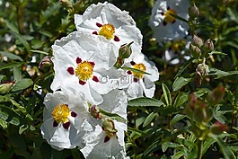 芙蓉,鮮花,花