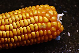 玉米,玉米棒,玉米籽粒