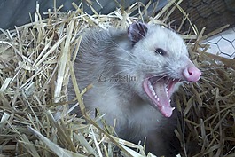 负鼠,possum,牙齿