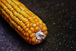 玉米,玉米棒,玉米籽粒