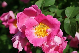 玫瑰果,開花,玫瑰