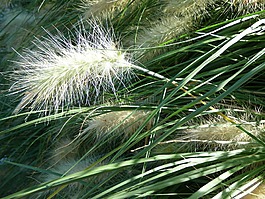 裝飾草,植物,性質(zhì)