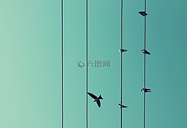 鸟类,飞行,电线