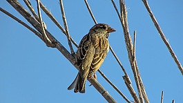 麻雀,鳥(niǎo),尋找