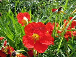 草地,紅色,鮮花