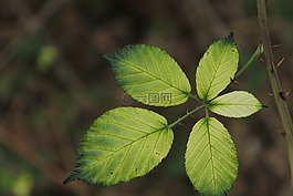 黑莓,片,秋