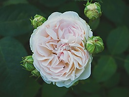 花,盛開,開花