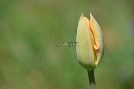 郁金香,花,春天