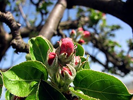 蘋果,開花,蘋果花