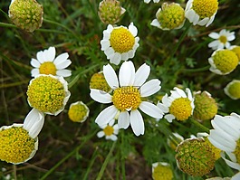 性質(zhì),花,開花