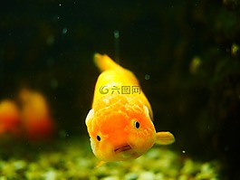 金魚,動(dòng)物,魚