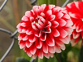 鮮花,紅色花朵,絲網(wǎng)
