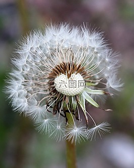 蒲公英,雜草,植物