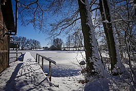 冬天,樹,雪
