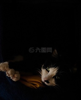 貓,國內(nèi)動物,nap