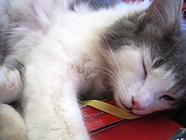 猫,小猫,白色和灰色