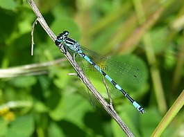 蜻蜓,藍(lán)蜻蜓,coenagrion hastulatum