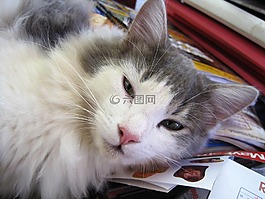 猫,小猫,白色和灰色